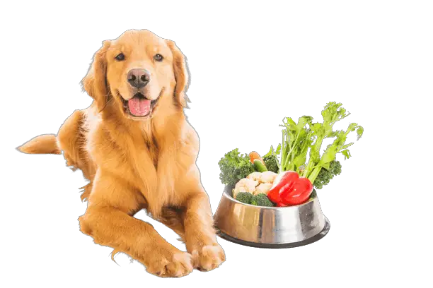 Dog with a bowl having different foods