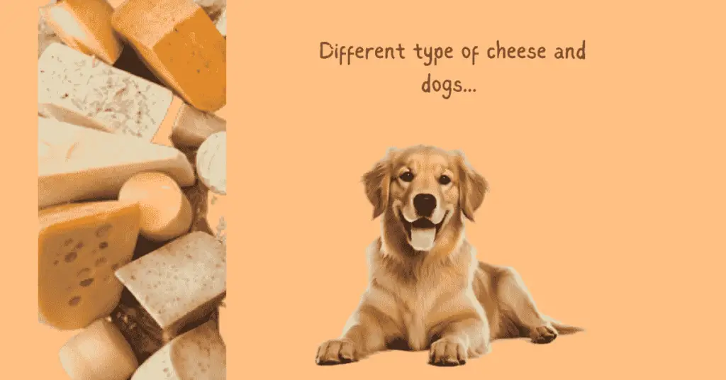 Different-type-of-cheese-and-dog