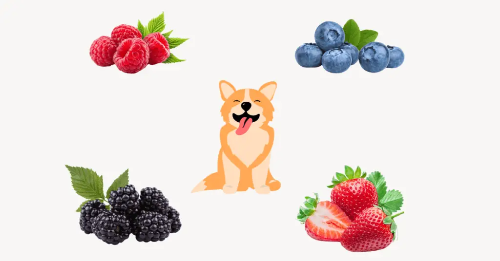 Dog-Friendly Fruit Options 