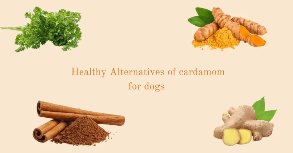 Healthy alternatives of cardamom to dogs. Ginger, Cinamon, Parsely, Tumeric