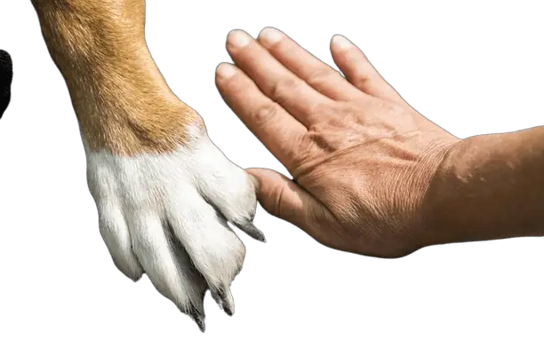 dog paw with human hand