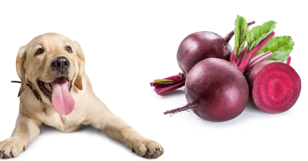 A happy dog with beets