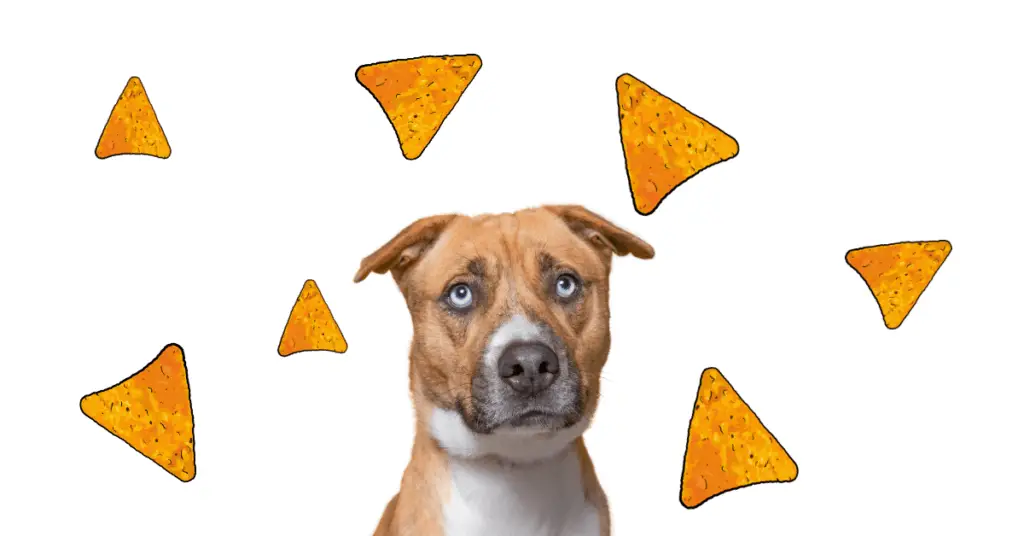 Can Dogs Have Doritos?