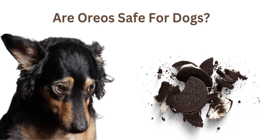 Are Oreos Safe for Dogs?