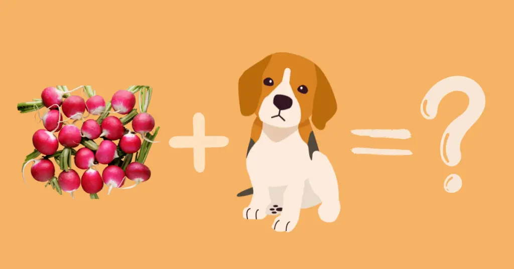 Can a Dog Eat a Radish?