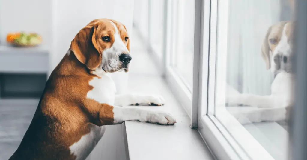 A sad dog sitting close to window