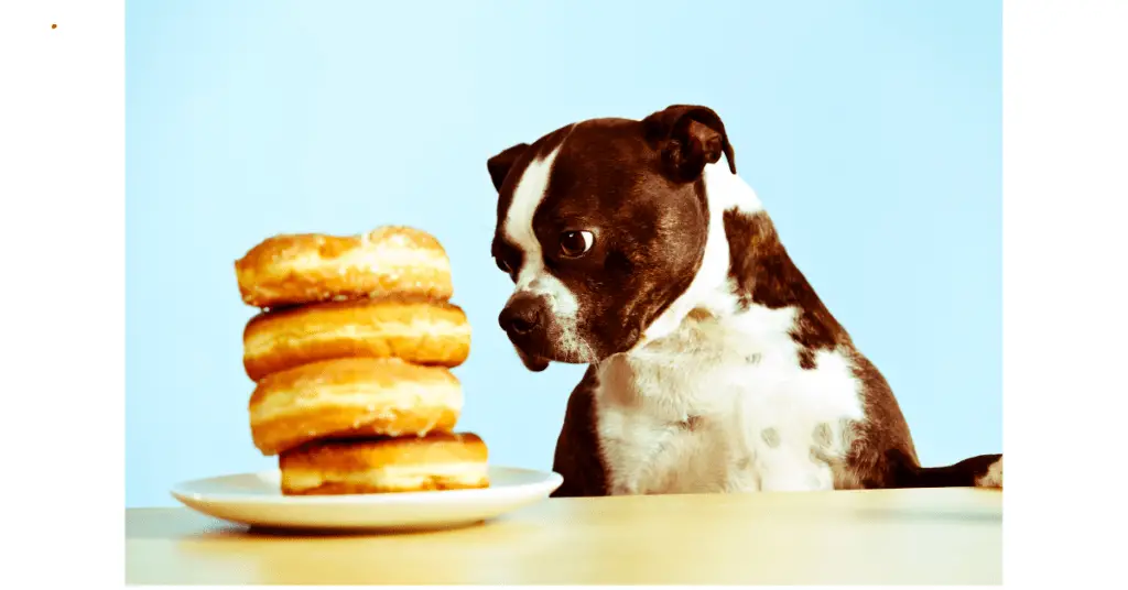 a dog with donuts