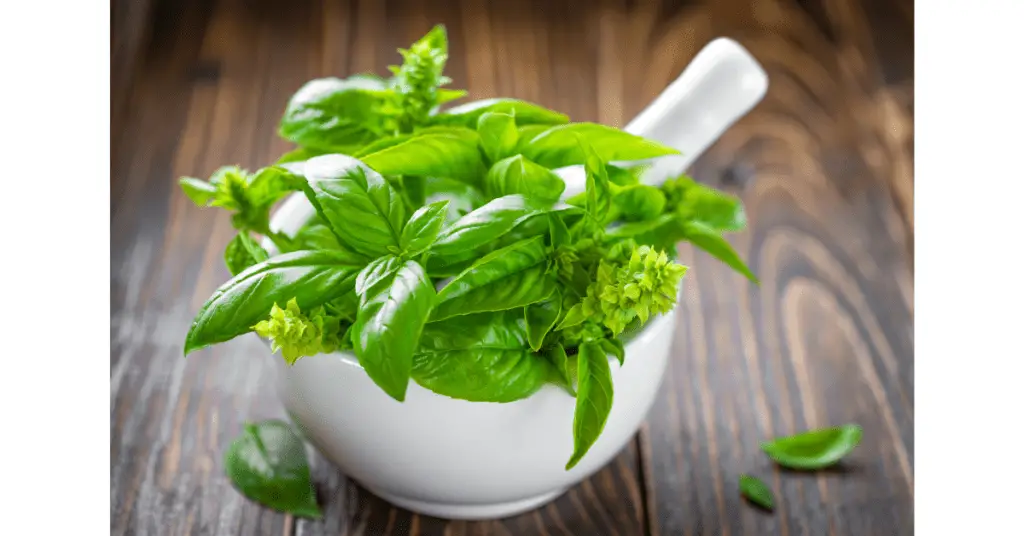 Basil leaves in a bowl