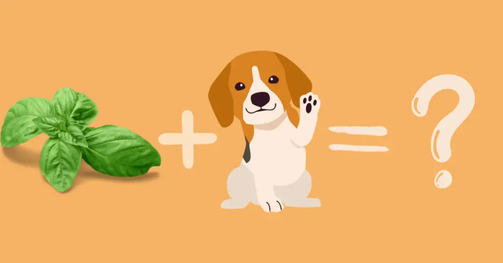 How much basil can i give my dog?