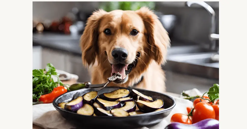 Can dog eat eggplant?
