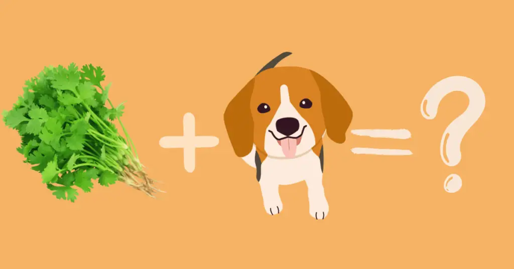 Can Dogs Eat Coriander?