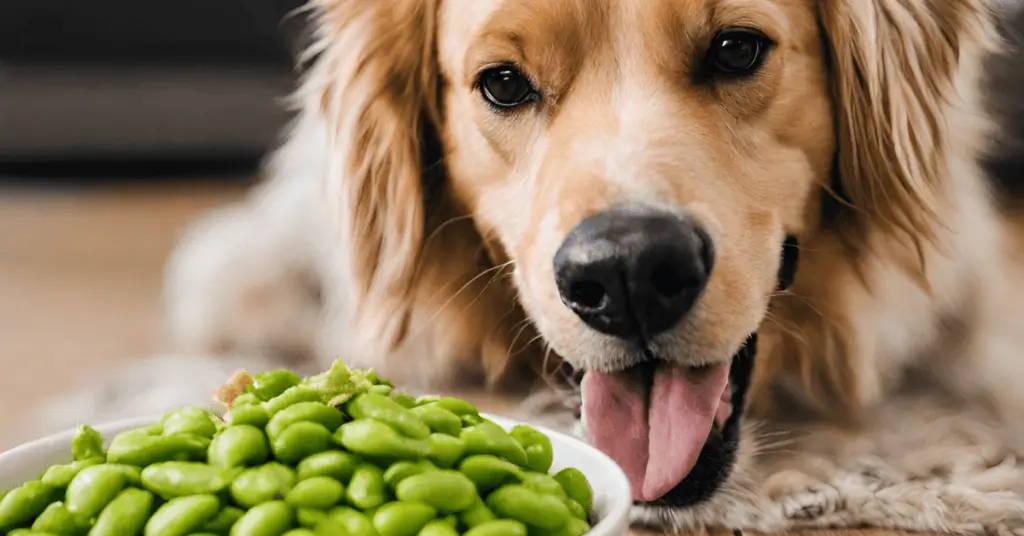 Can Dogs Eat Edamame Beans?