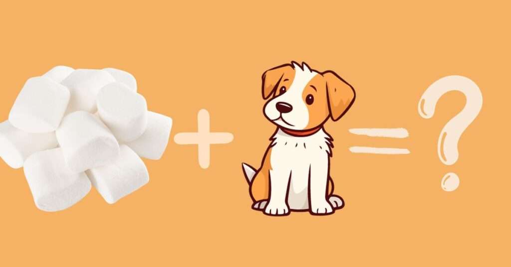 Can I give my dog marshmallows?