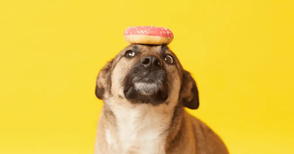  dog with donuts on his head
